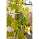 Σφικτήρας Τύπου F Με Μέγιστο Άνοιγμα 50mm Με Άγκιστρο